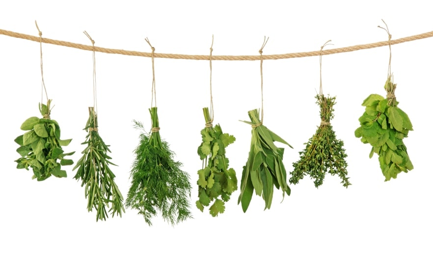 Fresh herbs hanging isolated on white background