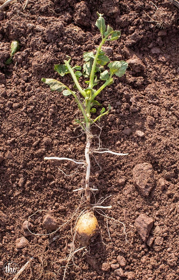 köket Whisperer Masser ' s Potato Farm Tour