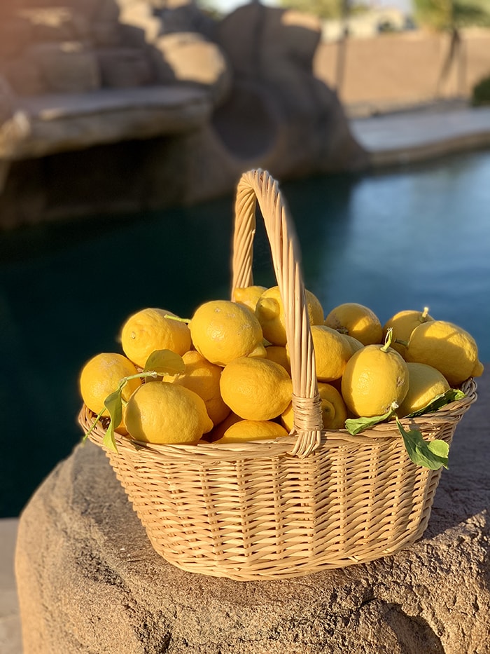daily lemon harvest
